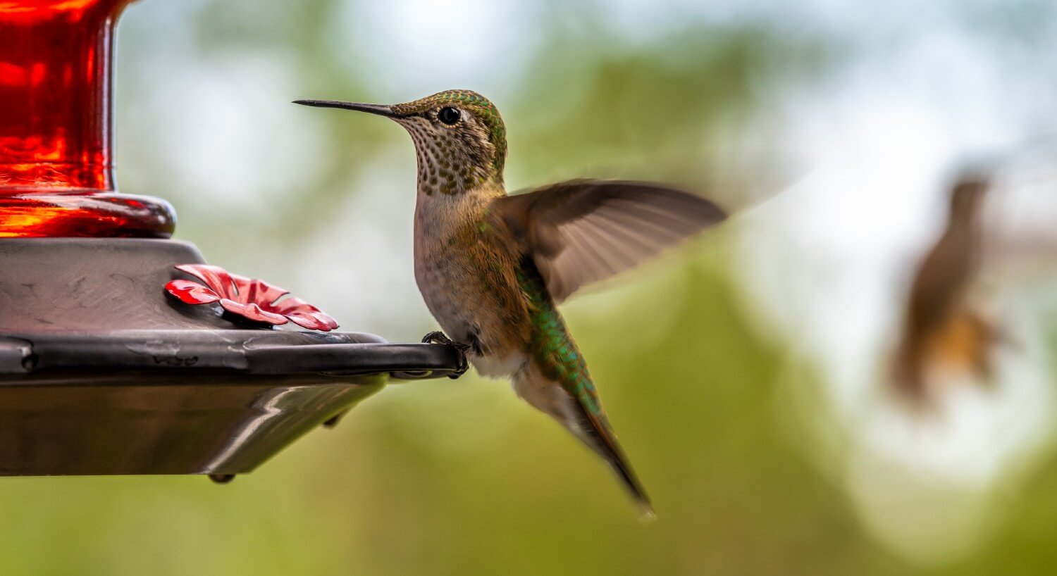 hummingbirds on feeder